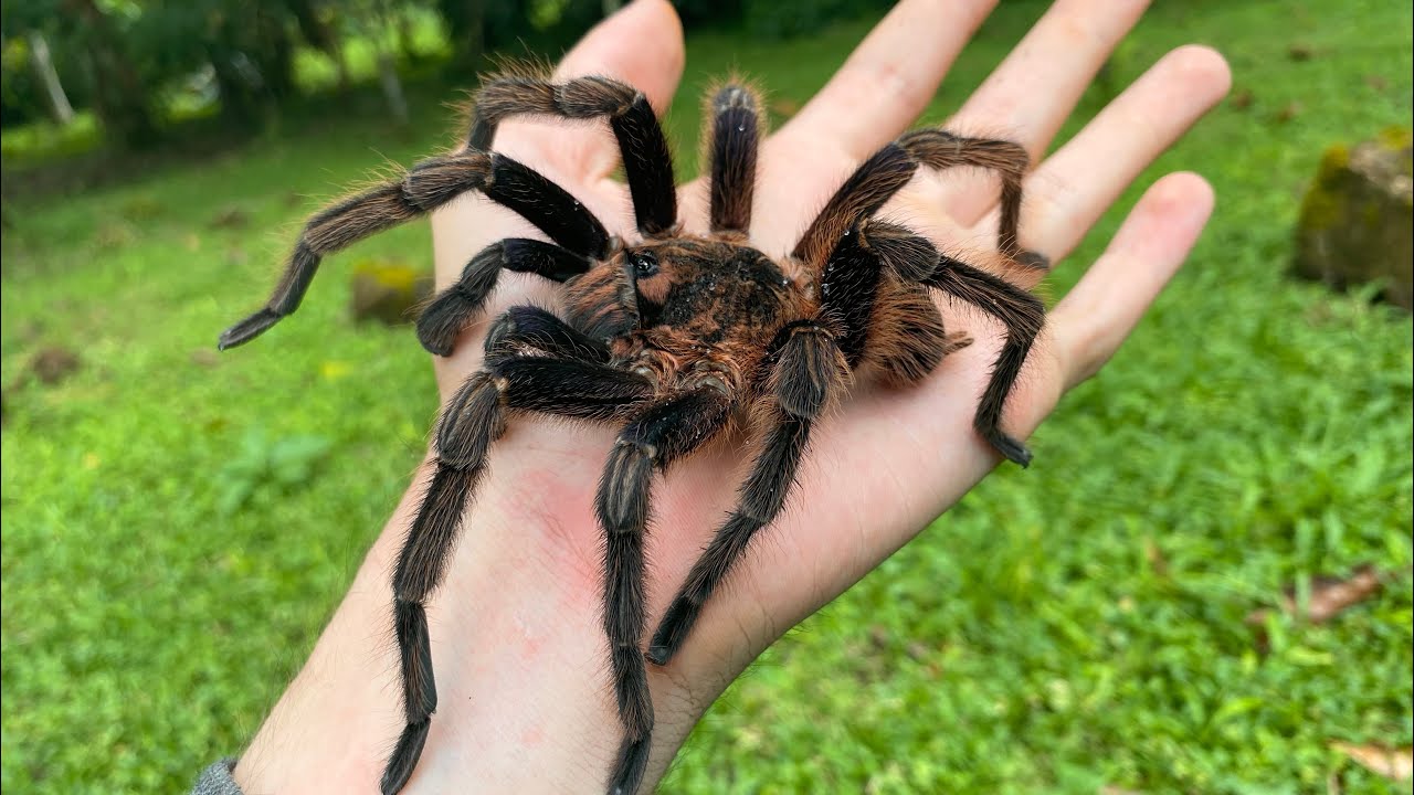 Looking For Big Tarantulas In Panama YouTube Looking For Big Tarantulas In Panama YouTube