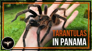 Looking for Big Tarantulas in Panama