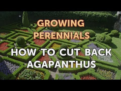 How to Cut Back Agapanthus