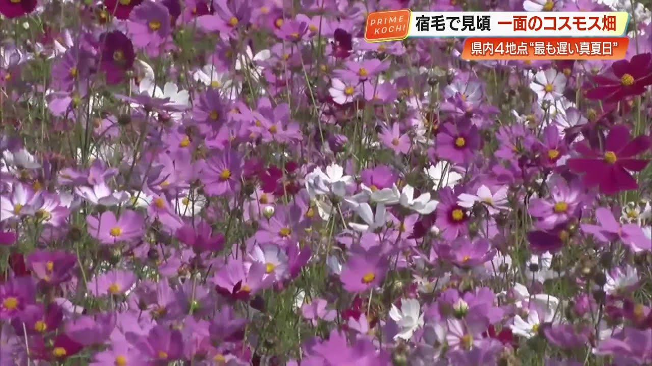 この貸し切り感、たまらない」 宿毛市の一面に広がるコスモス畑、10月