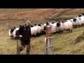 Joyce Country Sheepdogs