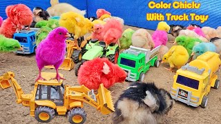 LOVELY Hen Baby Chicks Vs TRACTOR, Dump Truck,JCB,Water Tanker TOYS Video | Baby DUCKS / FishCutting