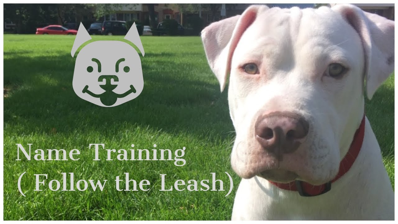 how to teach my dog its name how to teach my dog its name
