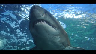 hungry shark wallpaper screenshot 4