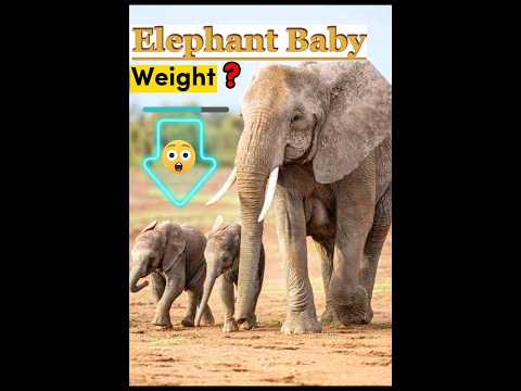 Video: How much does a baby elephant weigh at birth: interesting facts about elephants, approximate weight by month