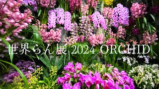 【Orchid】世界らん展2024 International Orchid and Flower Show 2024 #世界らん展 #orchid #蘭