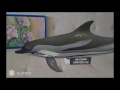 Augmented reality dolphinshark  wwwar4youorg