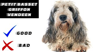 Petit Basset Griffon Vendeen Pros And Cons | The Good And The Bad.