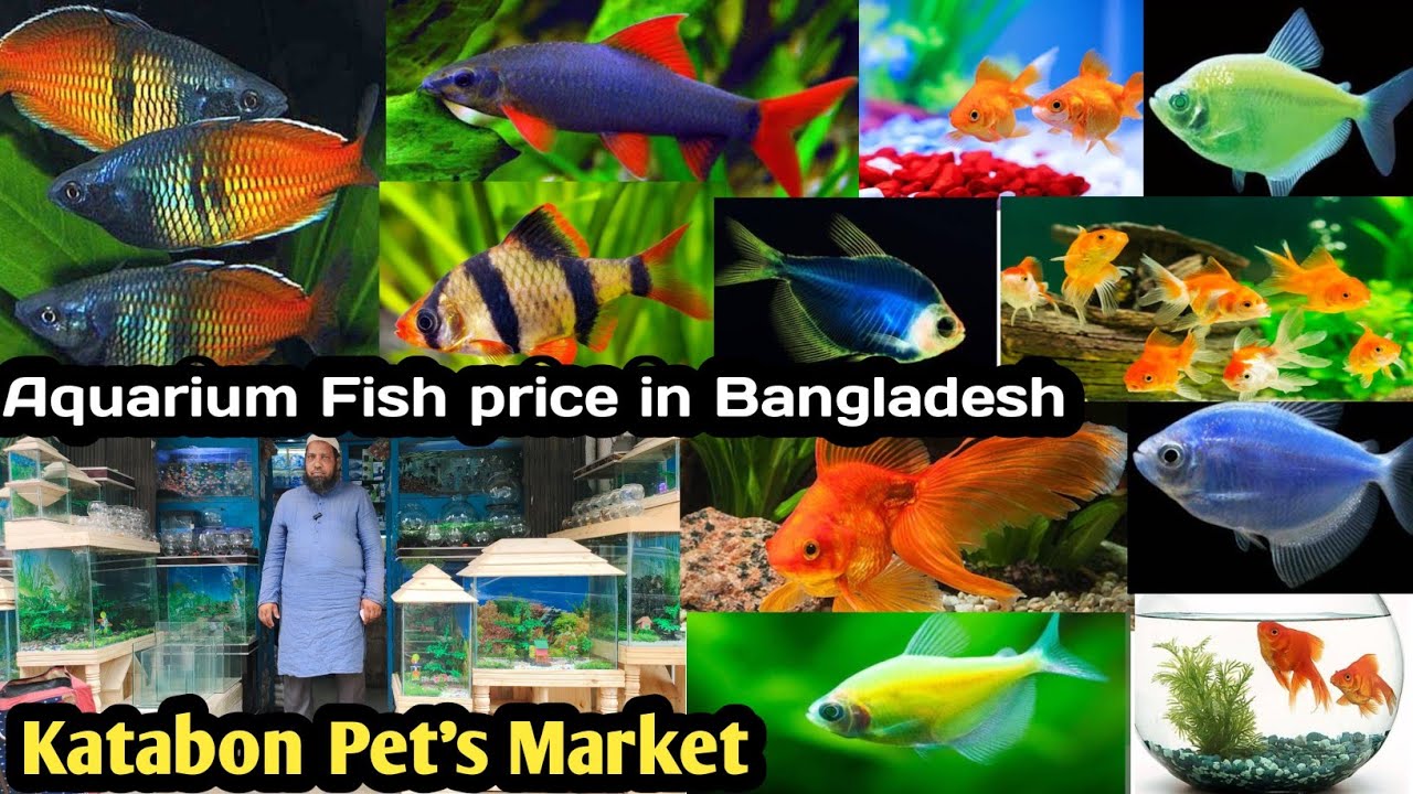 Aquarium fish price in Bangladesh Aquarium fish price in katabon