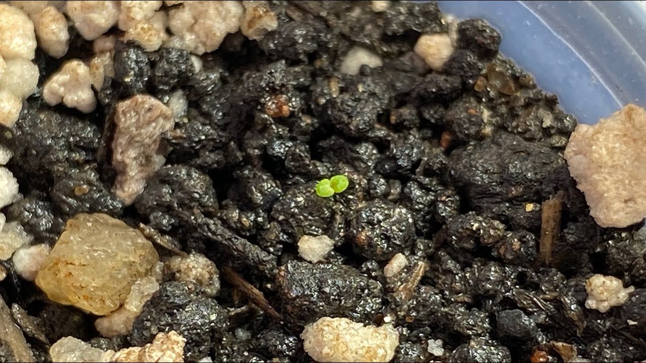 Como plantar sementes peletizadas (de begônia) - thptnganamst.edu.vn