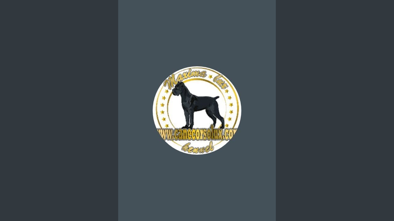 Cane corso kennel Maxima lux strimuje uživo!