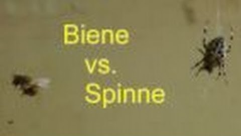 Kreuzspinne Bei Biene Maja Kreuzspinne Bei Biene Maja