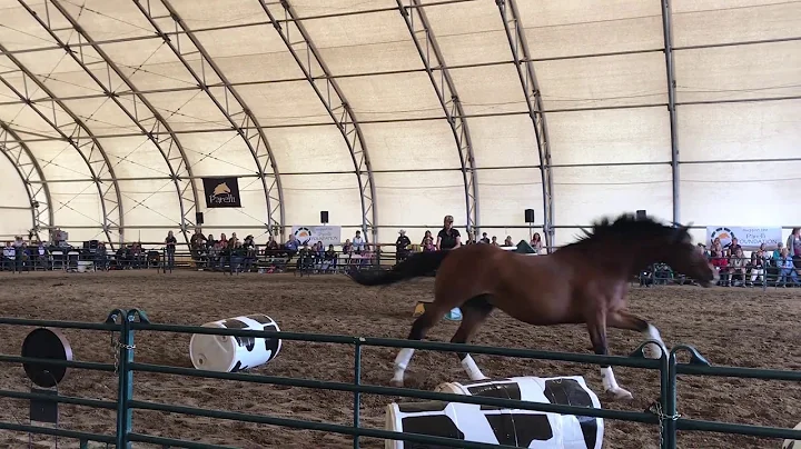 Linda Parelli and Amy Bowers battle it out Jumping...