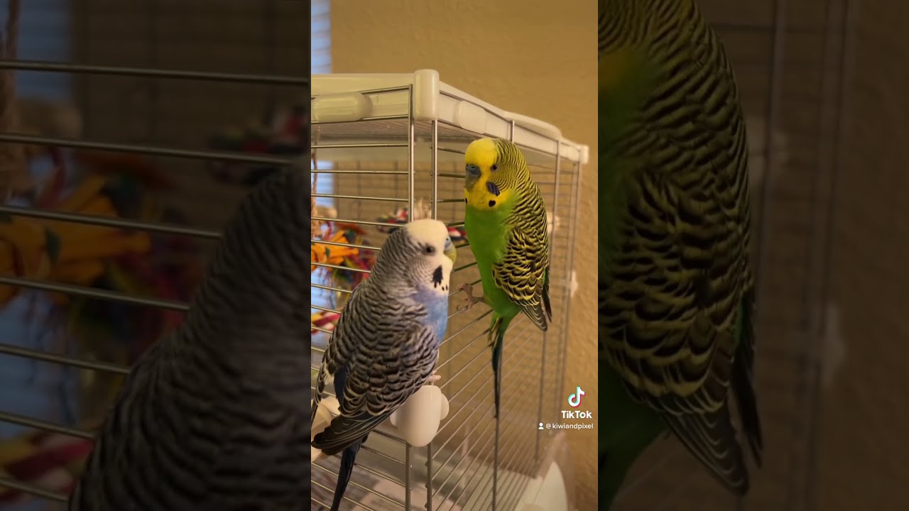 Kiwi and Pixel talking bird TikToks, 2/17/2023 - YouTube