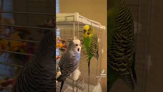 Kiwi and Pixel talking bird TikToks, 2/17/2023 by Kiwi and Pixel the Parakeets 3,214 views 1 year ago 1 minute, 25 seconds
