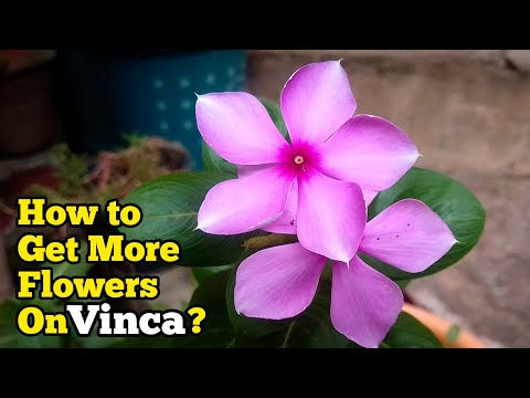 Video: Hvornår blomstrer vincas?