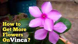 Bagaimana Mendapatkan Lebih Banyak Bunga di Tanaman Vinca? - Tips & Trik Mekar Tanaman Vinca - Kehijauan Murni