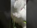 Meet the Food Indy bunnies, Lealo and Ja’quan. #bunnies #cutebunny #garden