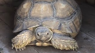 A 360 around my outdoor habitat #habitat #enclosures #nature #reptiles #life