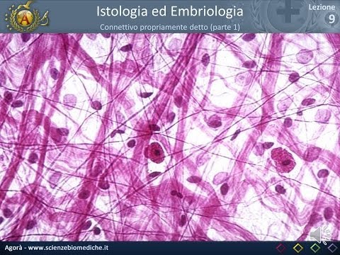 Video: Morfogenesi Della Coda E Delle Fibre Della Coda T4