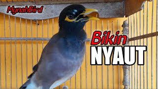 JALAK NIAS GACOR BIKIN BURUNG JALAK PADA NYAUT | COMMON MINA CALL | INDIAN MYNAH BIRD | Part26