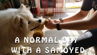 A normal day with a samoyed