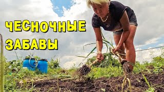 ЧЕСНОК - главный корейский секрет выращивания