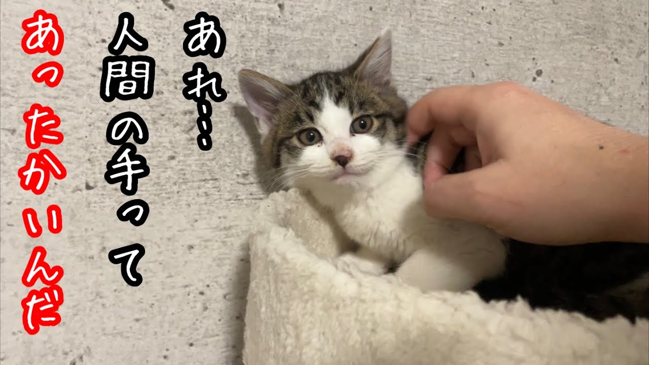 ちびねこ　準備中 どこにいってたの？ ちびねこちゃん』｜感想・レビュー - 読書
