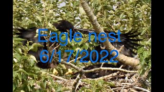 Bald Eagle Nest - Shot On Nikon P950