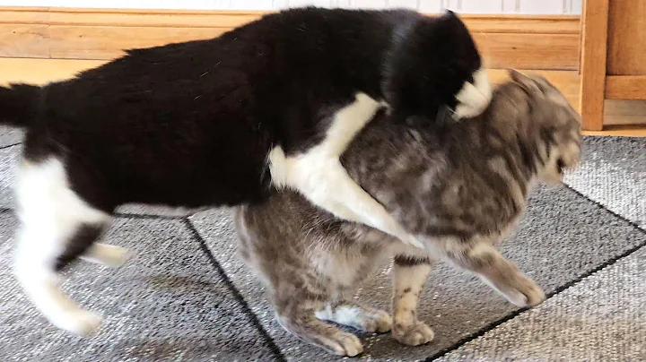 Video 10552311: grey british shorthair male, domestic shorthair male cat, shorthair cat white, cat attacks