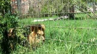 Calgary Zoo Regal Lion