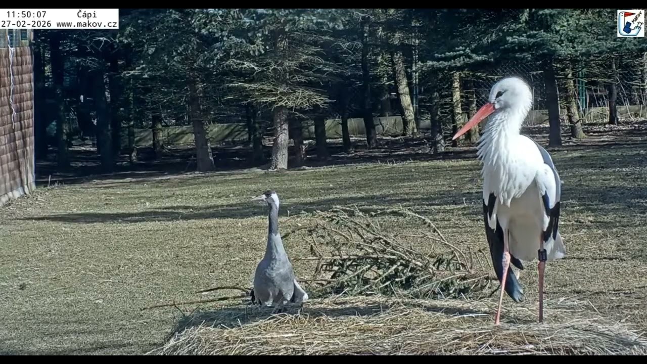 Makov/CZ    🌈😭💔🖤Honzik, our beloved male stork, has passed away. Stay strong, sweet Johanka.