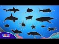 Apprenez les noms des animaux marins  vidos danimaux marins  puzzle danimaux marins pour les enfants