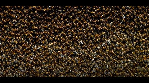 Nepal's Mad Honey That Causes Hallucinations (They climb to go insane)