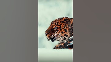 سعد الغامدي:سورة الانعام الايه:(١-٢)