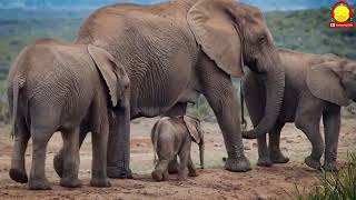 เพลงช้าง ช้าง ช้าง น้องเคยเห็นช้างตัวจริง ตัวเป็นๆ หรือเปล่า