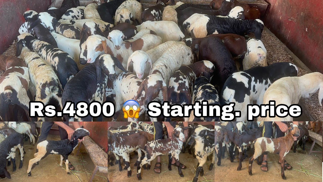 Дети Мачарлы Гунтур Доступно в MGS