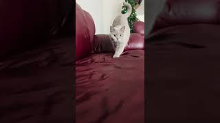 Cat Siri #beautiful #happy #cat #funny #shorts