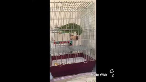 اليلوناب سمسومة سورة الاخلاص بصوت جميل ( أبو ياسر )