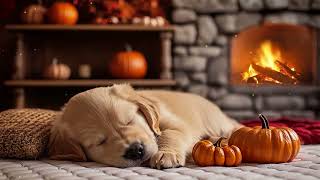 Relaxing Music for Dogs 🐕 Dog Calming Music 🎶 Deep Sleep Aid, Healing Therapy &amp; Puppy Stress Relief