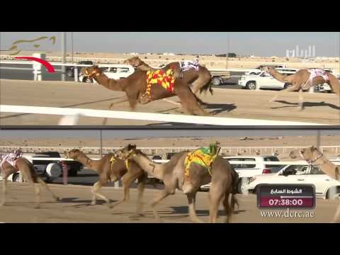 مهرجان الأمير الوالد ثنايا 8 ك 24 1 2015 م ش7 شقرا لمنصور غانم منصور آل سيف الخيارين ت 12 38 22