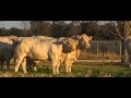 Palgrove Charolais overview video in English