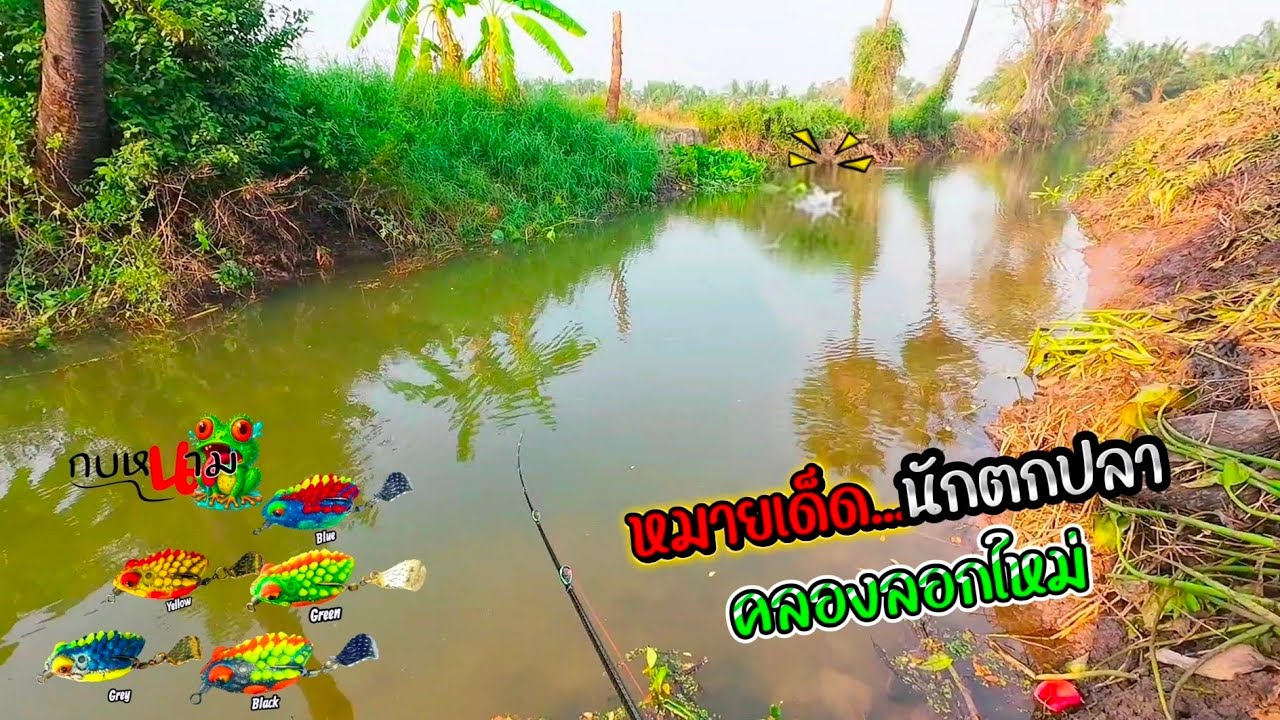 หมายเด็ด...นักตกปลา!!! คลองลอกใหม่ #ตกปลาช่อน #กบหนาม