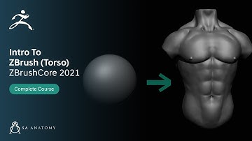 Introduction To ZBrush Core For Beginners - Torso (Part 2 )