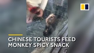 Chinese tourists feed monkey spicy snack Resimi