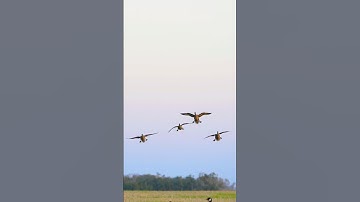 Pintails fully committed! #duckhunt #birdhunting #goosehunting #duckseason #duckhunting #duckhunters