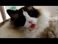 Ragdoll- The cat who thinks it's a dog