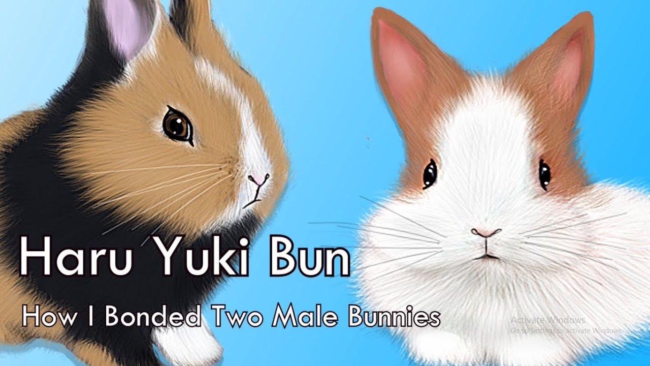 How I bonded two male bunnies (Bonding INFO.) YouTube