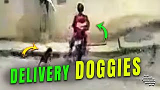 Deliveryman Collides with the Sidewalk as Dogs Chase Him