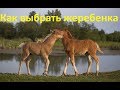 Уход за жеребенком
